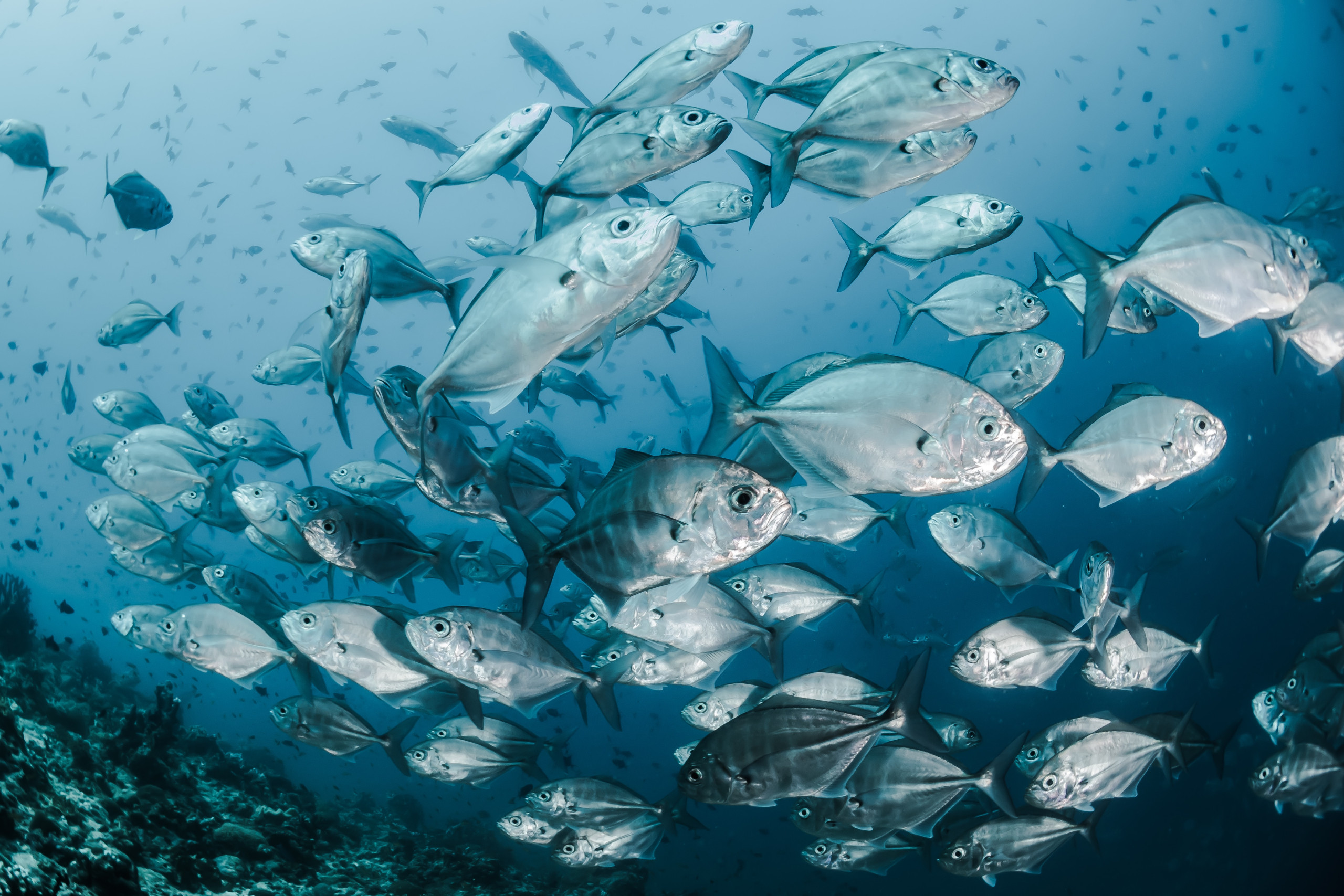 Exploring La Paz’s World-Class Sportfishing Scene