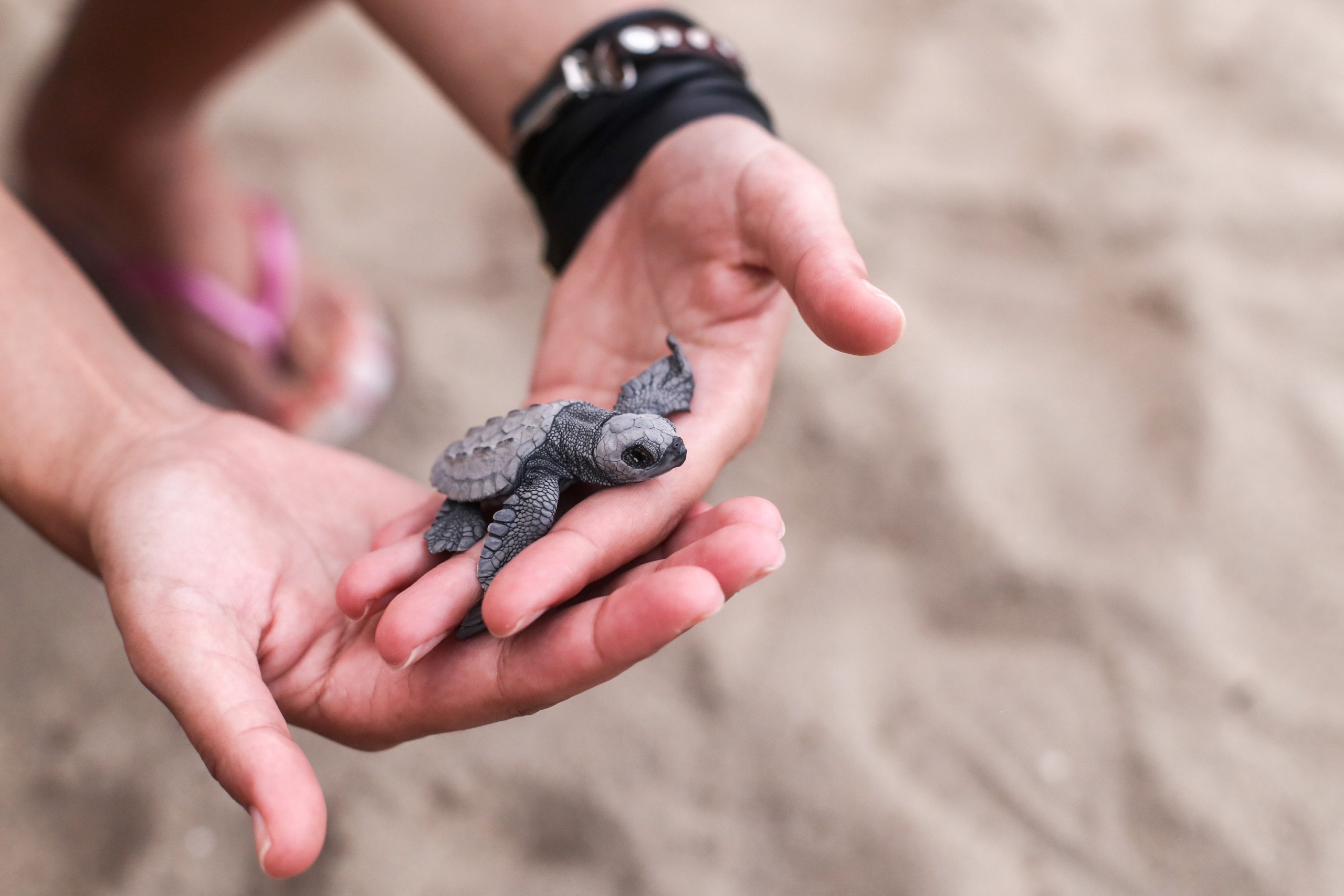 Unleashing the Power of Good: Volunteer Opportunities in La Paz, BCS