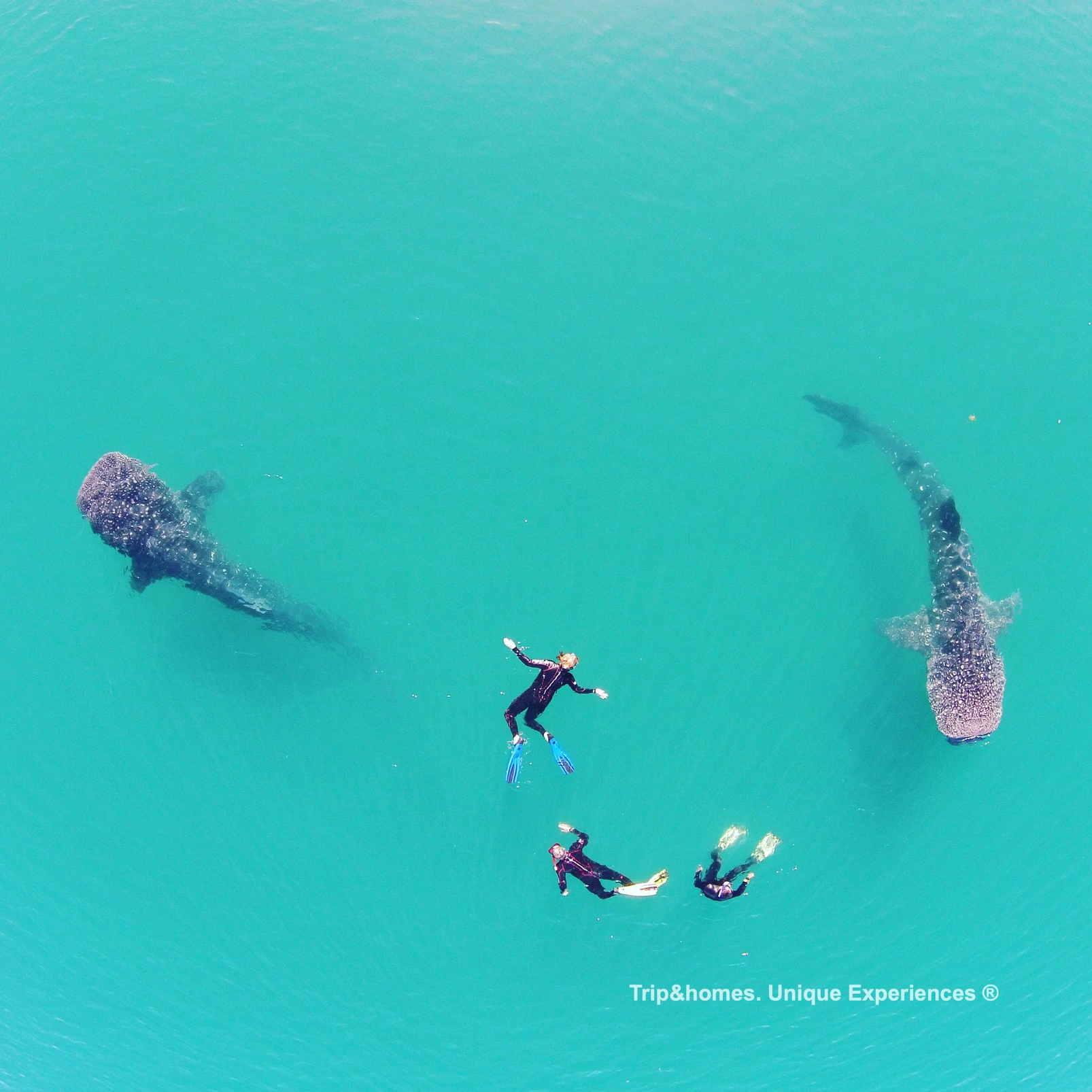 Whale Watching Trips In and Around La Paz